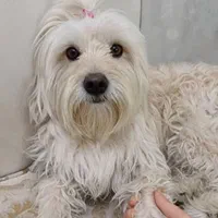 گمشده شیتزوپسر۴ساله سفیدوکرم رنگ|سگ|شیراز, شیشهگری|دیوار