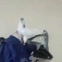 گمشده