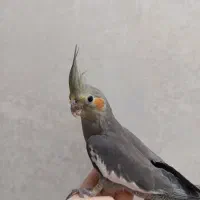 جوجه عروس هلندی دون خور یک ماه و نیم|پرنده|تهران, شکوفه|دیوار