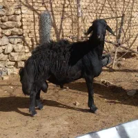 قوچ قره قزل.بز میش