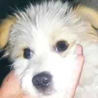 سگ شیتزو بازیگوش|سگ|کرمان, |دیوار