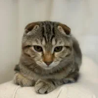 گربه های زیبای من|گربه|زنجان, |دیوار