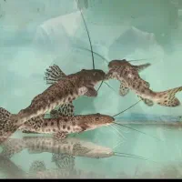 ماهی شاول نویز ( دراگون خاص ) اکواریوم مانستر