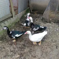 4 عدد اردک اسرائیلی نر