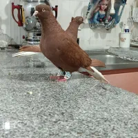 سه عدد سرخ دم سفید چهارده دم درشت مقبول|پرنده|مشهد, کوی سیدی|دیوار