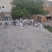 فروش یک بوم کبوتر|پرنده|گلپایگان, |دیوار