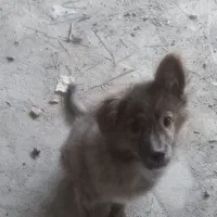 سگ پا کوتاه