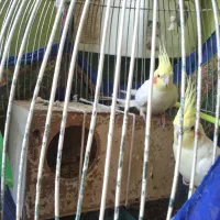 یک جفت عروس هلندی سخنگو با تخم و قفس بزرگ|پرنده|مشهد, انقلاب|دیوار