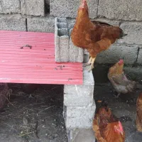 تعدای مرغ تخم گذار سالم واکسن زده شده