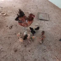 فروش مرغ محلی همراه با جوجه