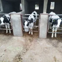 فروش گوساله ۹۰کیلوهلشتاین