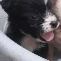 توله شیتزو دوماهه