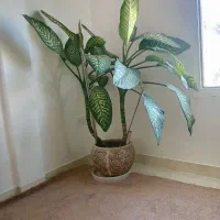 گل دیفن باخیا|گل و گیاه طبیعی|دره شهر, |دیوار