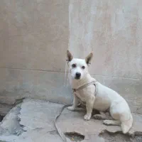 سگ پاپی گوش تیز