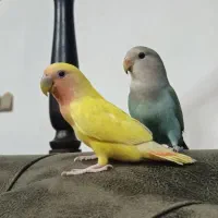 طوطی کوتوله