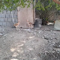 دو عدد مرغ لاری