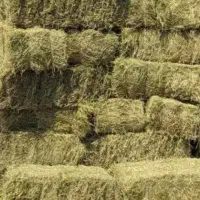 فروش یونجه بسته بندی سبز ( خرده  و عمده)