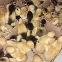 جوجه اردک یک روزه پکنی( ورامینی) اصلاح نژاد شده|حیوانات مزرعه|ساری, |دیوار