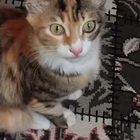 واگذاری گربه رایگان