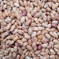 لوبیا چیتی|خوردنی و آشامیدنی|خان ببین, |دیوار