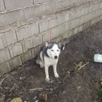 سگ هاسکی|سگ|بهشهر, |دیوار