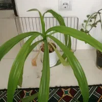 گلهای خانگی طلاییه|گل و گیاه طبیعی|شیراز, شهرک رضوان|دیوار