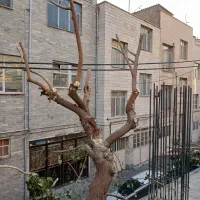 هرس درخت حرفه ای و تمیز|خدمات باغبانی و درختکاری|تهران, الهیه|دیوار