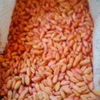 گندم تیرگان اصلاح شده