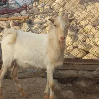 نری گوشتی|حیوانات مزرعه|بندرعباس, |دیوار