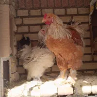 دو جفت مرغ و خروس برهما امپراطور و لگهورن اصیل