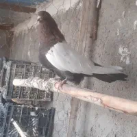 ۳عدد سینه‌ای چهل سانتی نر جوانه پا بلند|پرنده|میانه, |دیوار