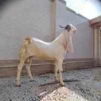 پازن گلابی .خورموج