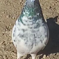 کفتر کله سبز