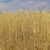 14.5هکتار زمین کشاورزی دیم