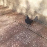 کفتردورود|پرنده|دورود, |دیوار