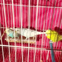 مرغ عشق|پرنده|چناران, |دیوار