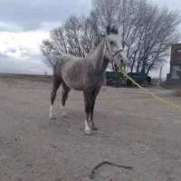 اسب|اسب و تجهیزات اسب‌سواری|اردبیل, |دیوار