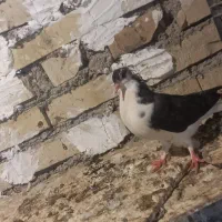 کفتر جوجه پلاکی تازه دون خور|پرنده|اهواز, منازل کارون|دیوار