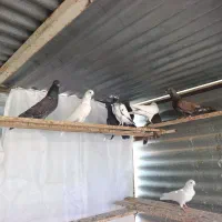 تعدادی پرنده خوب همه درجه یک