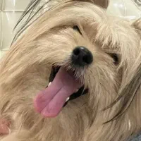 واگذاری سگ یورکشایر نر