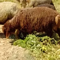 بره نر و ماده|حیوانات مزرعه|اندیمشک, |دیوار