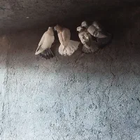 18تا کبوتر پرشی|پرنده|بوئین زهرا, |دیوار