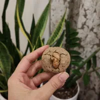 کوکی|خوردنی و آشامیدنی|تهران, فاطمی|دیوار