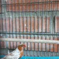 معاوضه فنچ نر اورنج با ماده