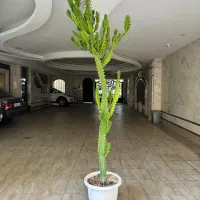 افوربیا|گل و گیاه طبیعی|تهران, پردیسان|دیوار
