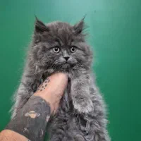 گربه ا بریتیش آنفولد لانگ هیر و شورت هیر چینچیلا