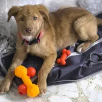 توله نگهبان سه ماهه ماده