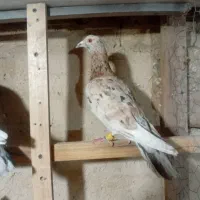 کبوتر|پرنده|ضیاء آباد, |دیوار