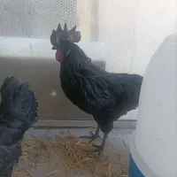 خروس سیاه ایام سمانی قربانی