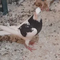 کبوترهای طوقی نروماده بفروش می رسد|پرنده|سوسنگرد, |دیوار